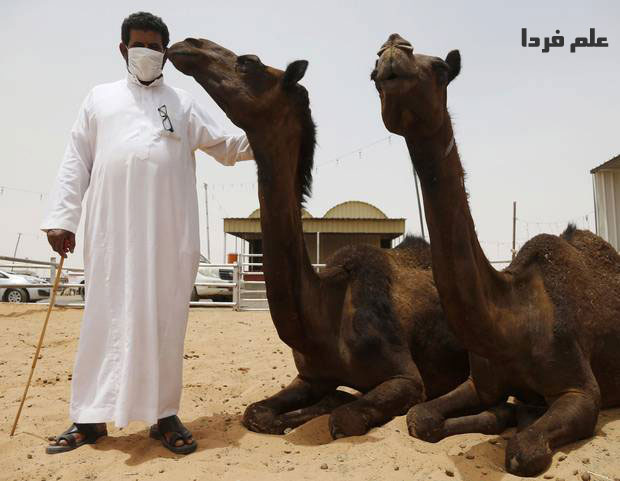شتر های عربستان سعودی مهم ترین منشا ویروس مرس MERS