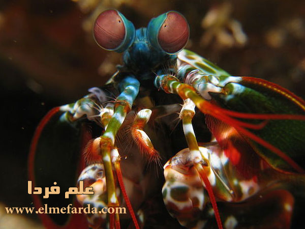 چشم های میگیوی آخوندکی یا mantis shrimp