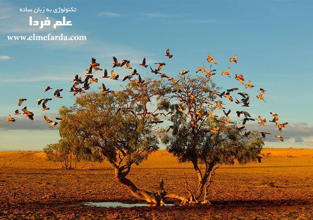 A Tree Dreaming,” Strezlecki Desert Australia, Nature Category