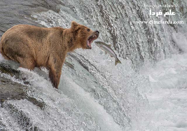 Catch of the Decade,” Katmai National Park, Alaska, USA, Nature Category