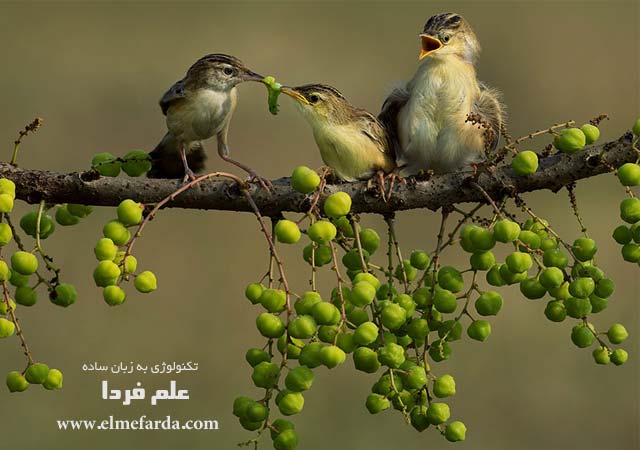 Mom’s Love, Jakarta, Nature Category