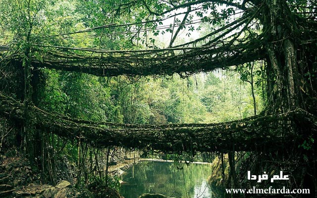 Root-Bridge-In-India