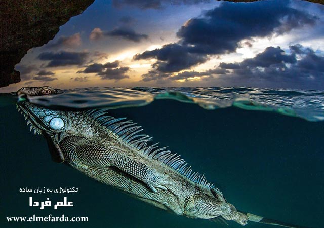 The Iguana’s Cave,” Island of Bonaire, Kralendijk, Dutch Caribbean, Nature Category