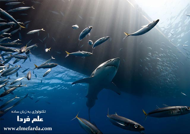 The Lord of The Ocean,” Guadalupe Island, Mexico, Nature Category