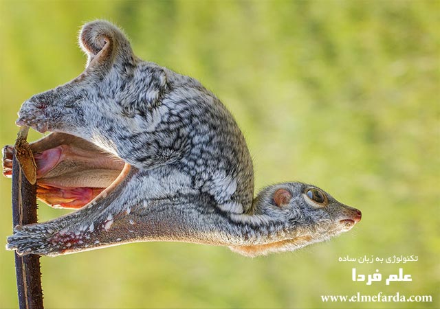 Warming Up,” Sambas, West Kalimantan, Indonesia, Nature Category