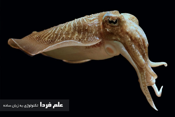 ماهی سپیداج یا Cuttlefish