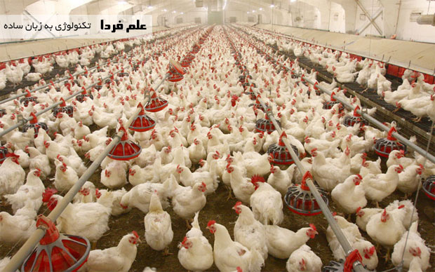 با سامانه ردیابی گوشت مرغ ، مصرف کنندگان می تونن از فرایند تولید محصول مطلع بشن