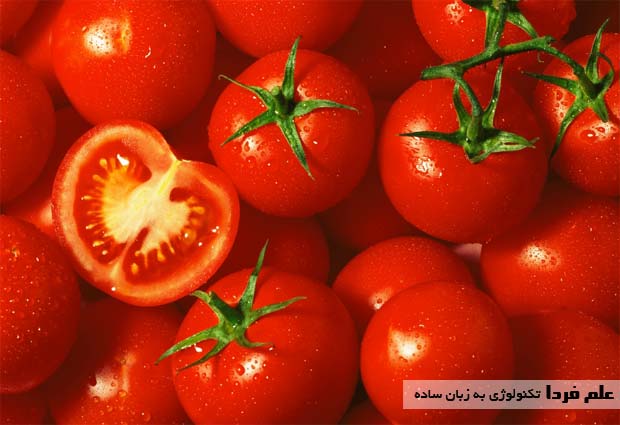 علت قرمز شدن رنگ گوجه فرنگی رسیده