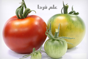 علت تغییر رنگ گوجه فرنگی