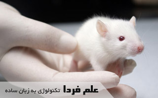 علت استفاده موش در آزمایشگاه