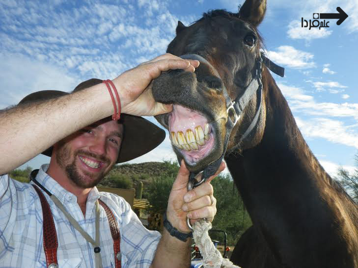دلیل شمردن دندان های اسب چیه؟!