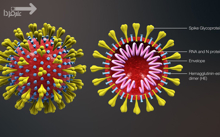 داخل کرونا ویروس